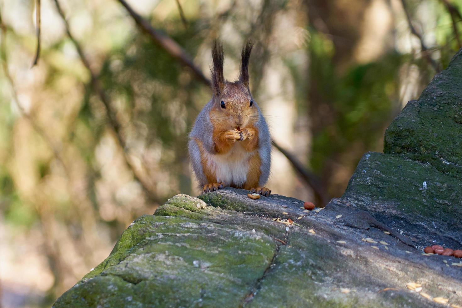 Eichhörnchen isst eine Nuss foto