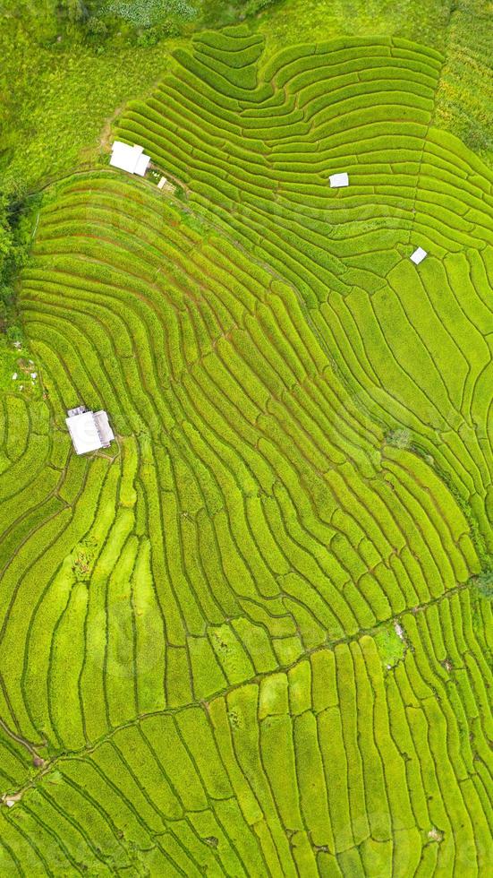 Luftaufnahme der grünen terrassierten Reisfelder foto