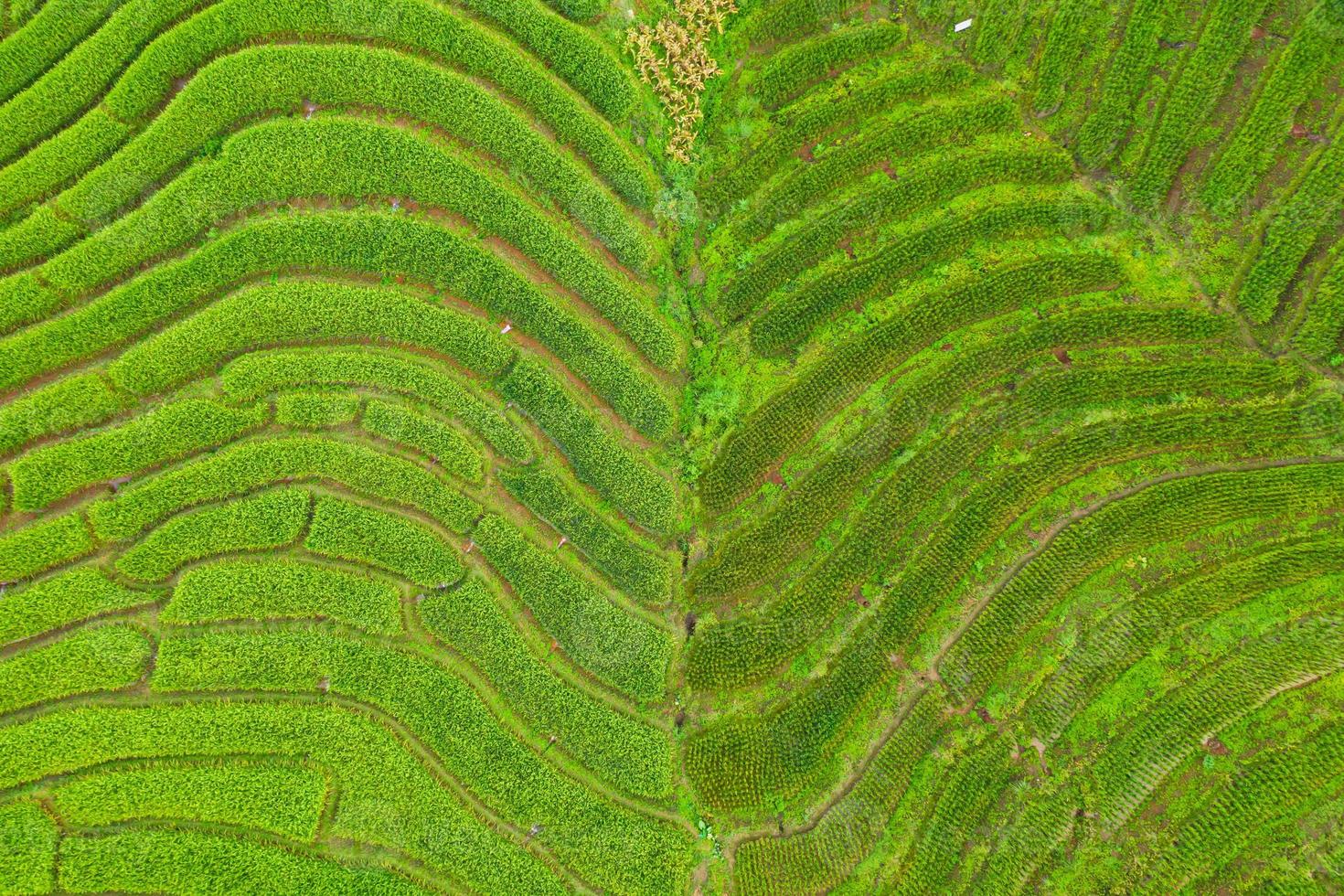 Luftaufnahme der grünen terrassierten Reisfelder foto