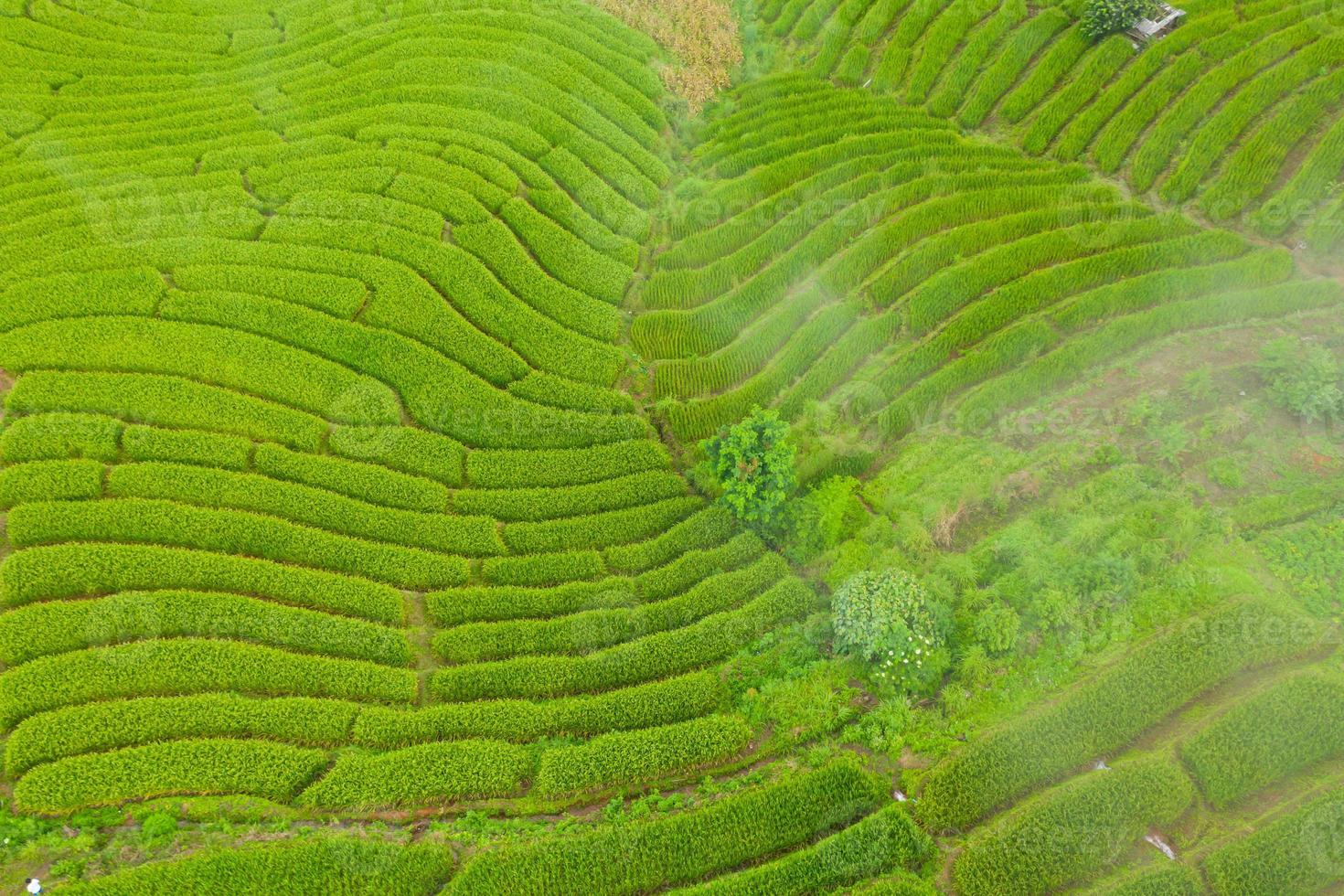 Luftaufnahme der grünen terrassierten Reisfelder foto