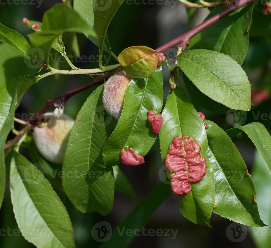 Pfirsich Blatt locken ---taphrina deformans – Pfirsich Blatt, Rheinland, Deutschland foto