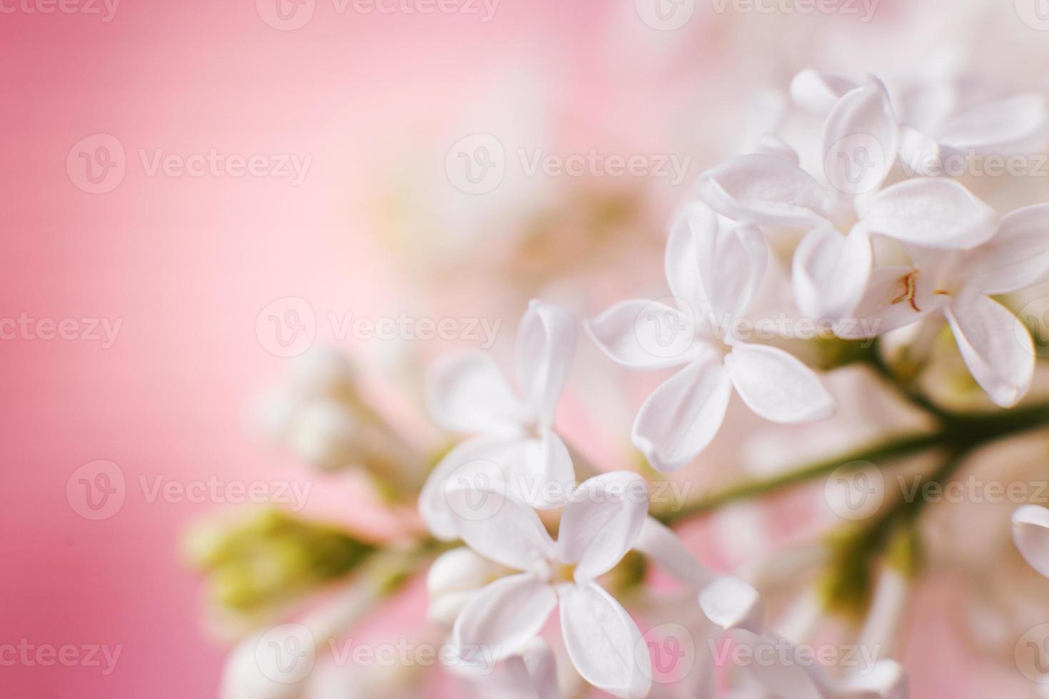 weißer lila Blumenzweig auf einem rosa Hintergrund mit Kopienraum für Ihren Text foto