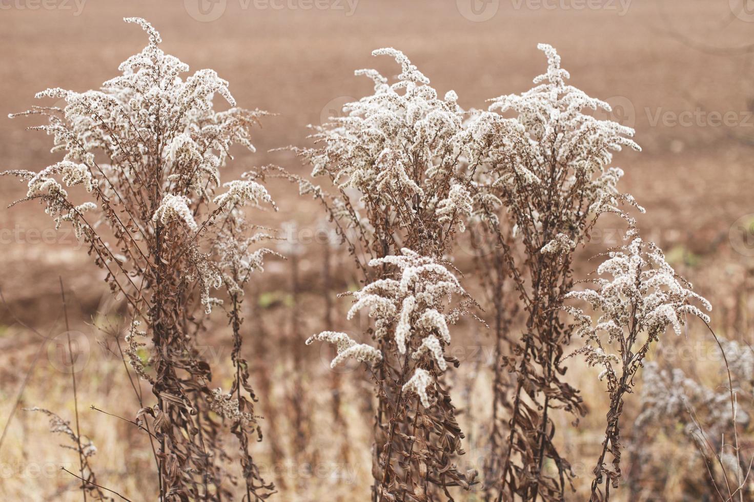 trockene weiche Blumen im Feld auf beigem Hintergrund. foto