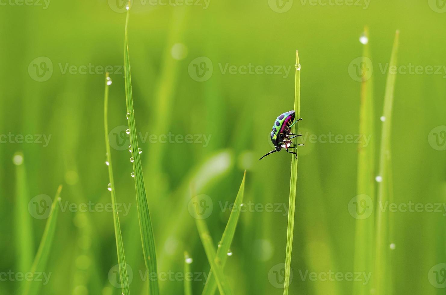 Farbe volles Insekt auf Gras nach Regen foto