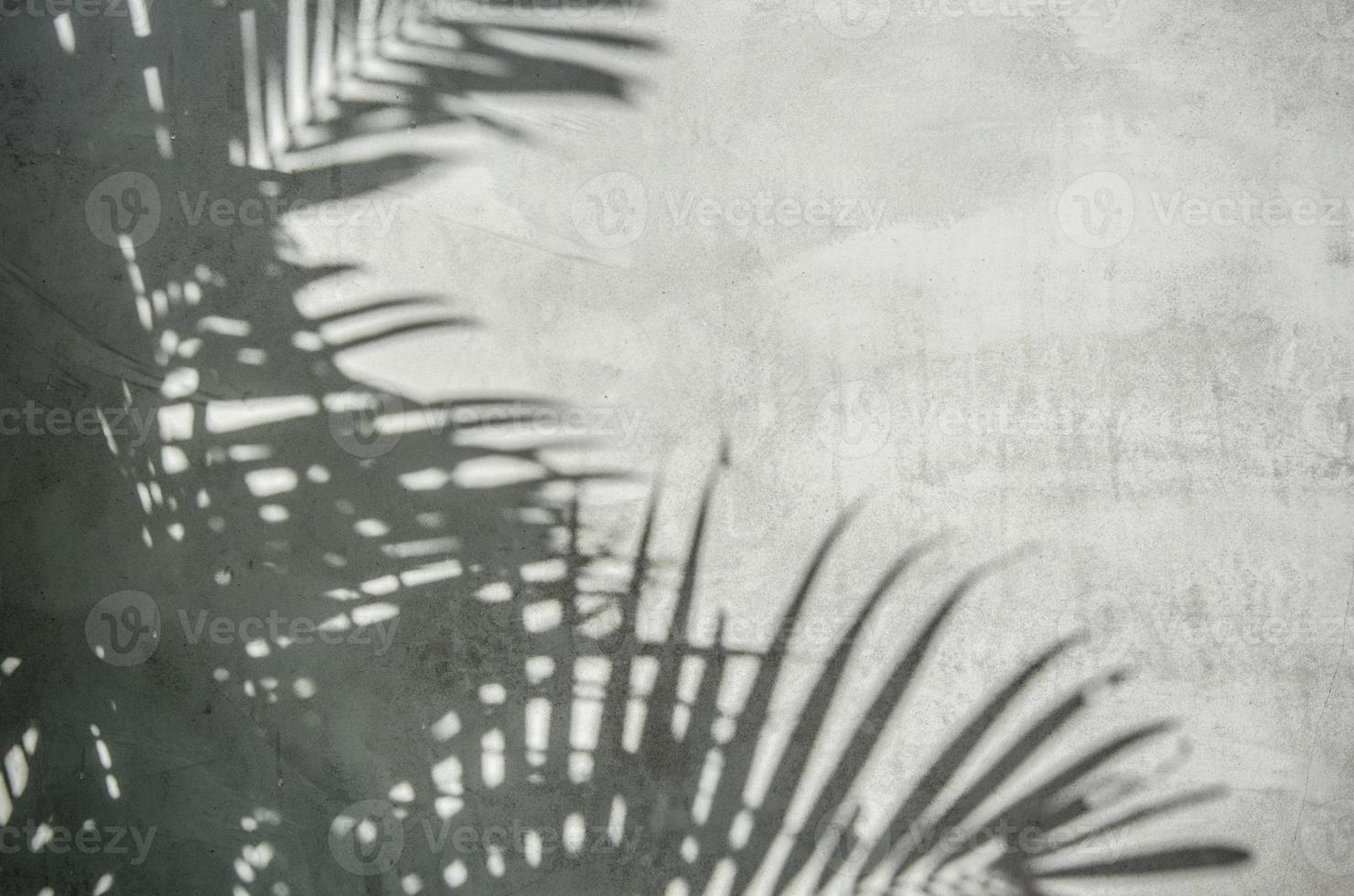 Palmblatt Schatten an der Wand foto