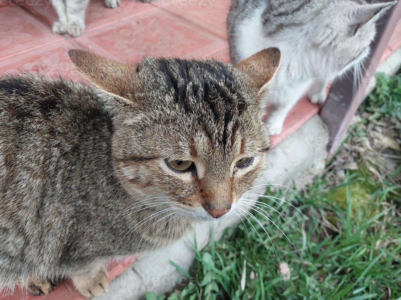 Katzen und Katzen Leben in der Nähe von das Haus foto