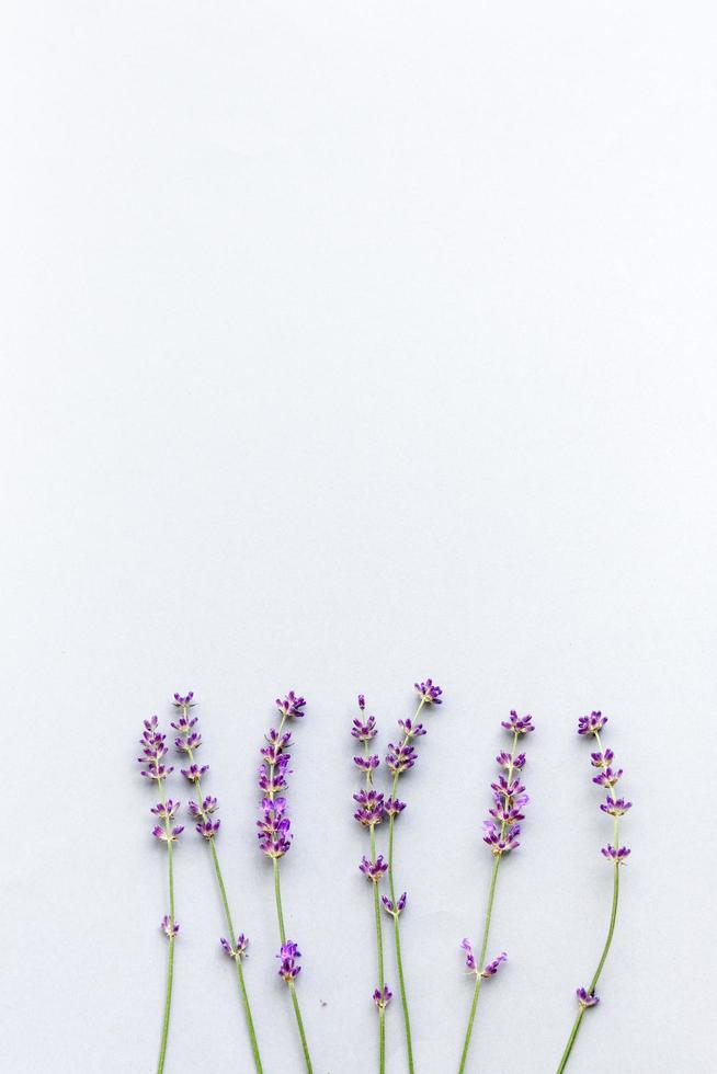 Lavendel Zweige auf Kunst texturiert Papier mit Raum zum Text auf oben. Blumen- Hintergrund mit selektiv Fokus. foto