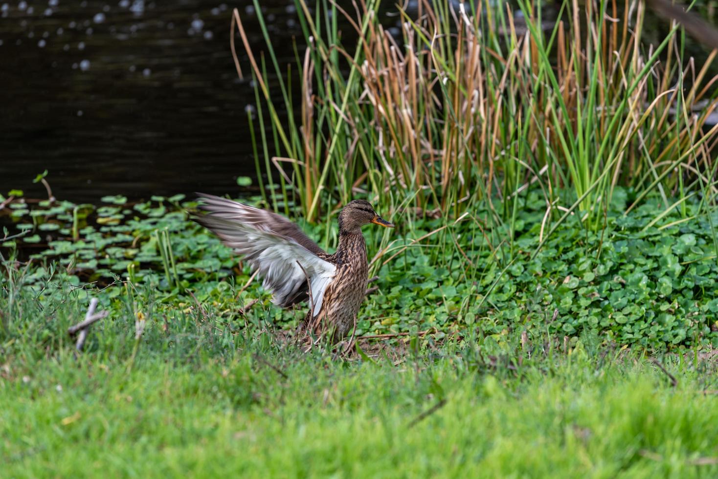 braune graue Ente breitete ihre Flügel in der Nähe des Teiches aus foto