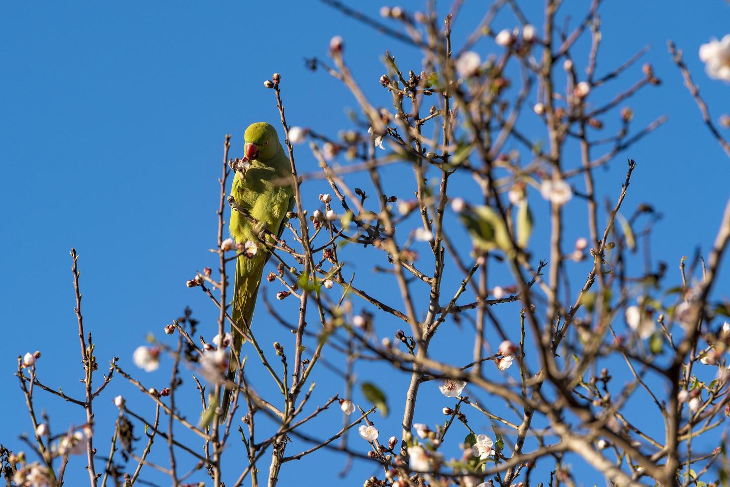 grüner Vogel in der grünen Vegetation foto