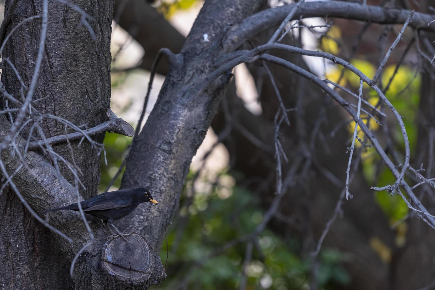 schwarzer Vogel in seinem natürlichen Lebensraum foto