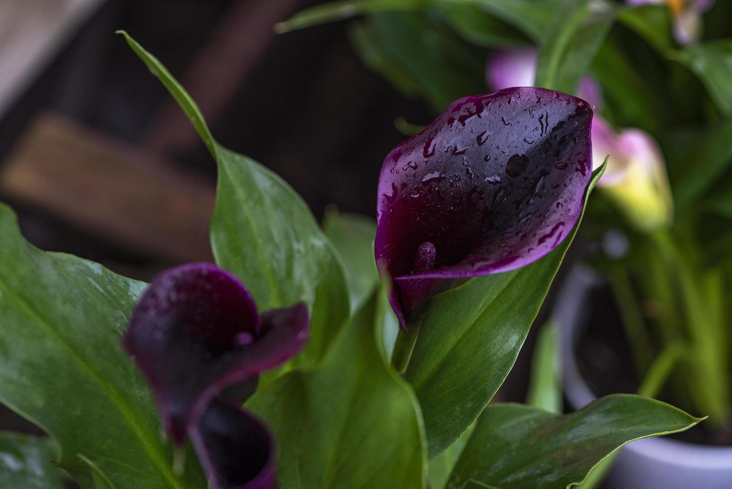 rosa Callalilieblüten und grüne Blätter foto