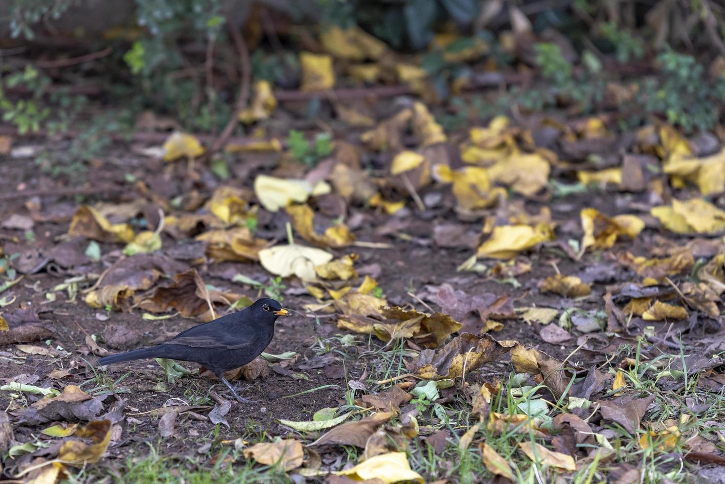 schwarzer Vogel in seinem natürlichen Lebensraum auf grünem Frühlingsgras foto