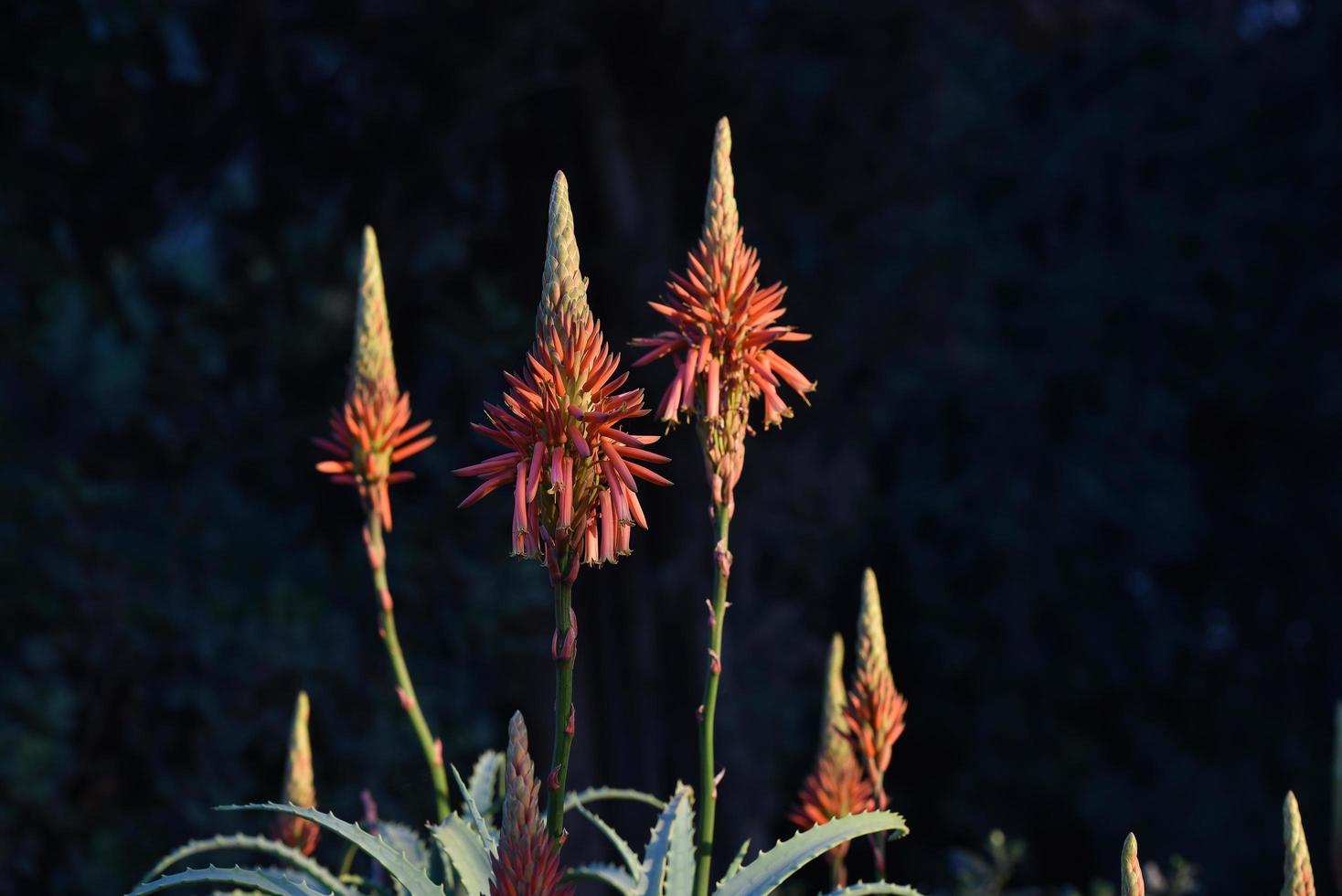 wilde Aloe-Pflanze mit blühenden Blüten foto