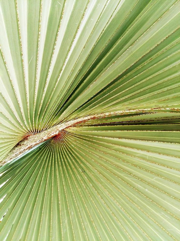 Textur des grünen Palmblattes foto