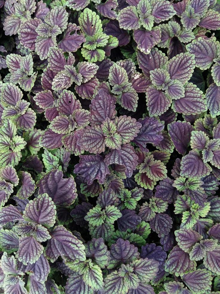 lila Farnblattpflanze für Hintergrund foto