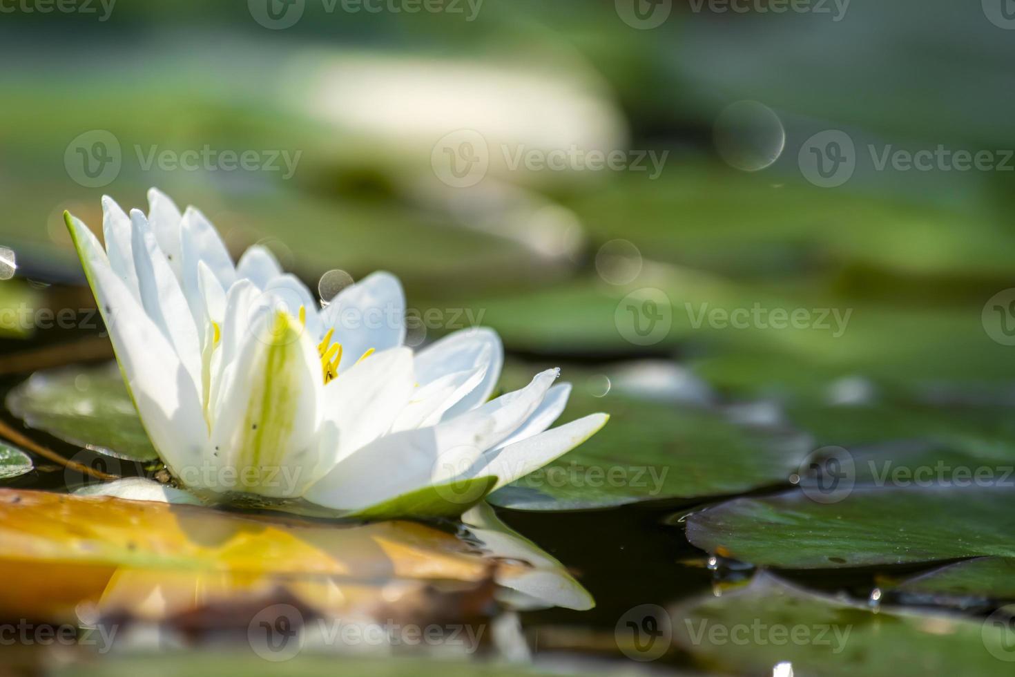 einzelne Seerose mit einem grünen Blatt, das auf Wasser schwimmt foto