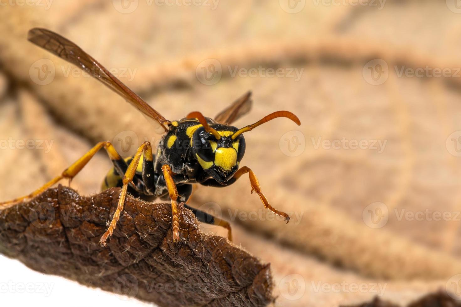 Porträt einer Hausfeldwespe, die über ein Blatt kriecht foto