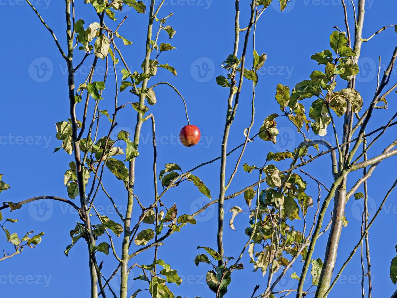 einzelner reifer Apfel in einem Apfelbaum foto