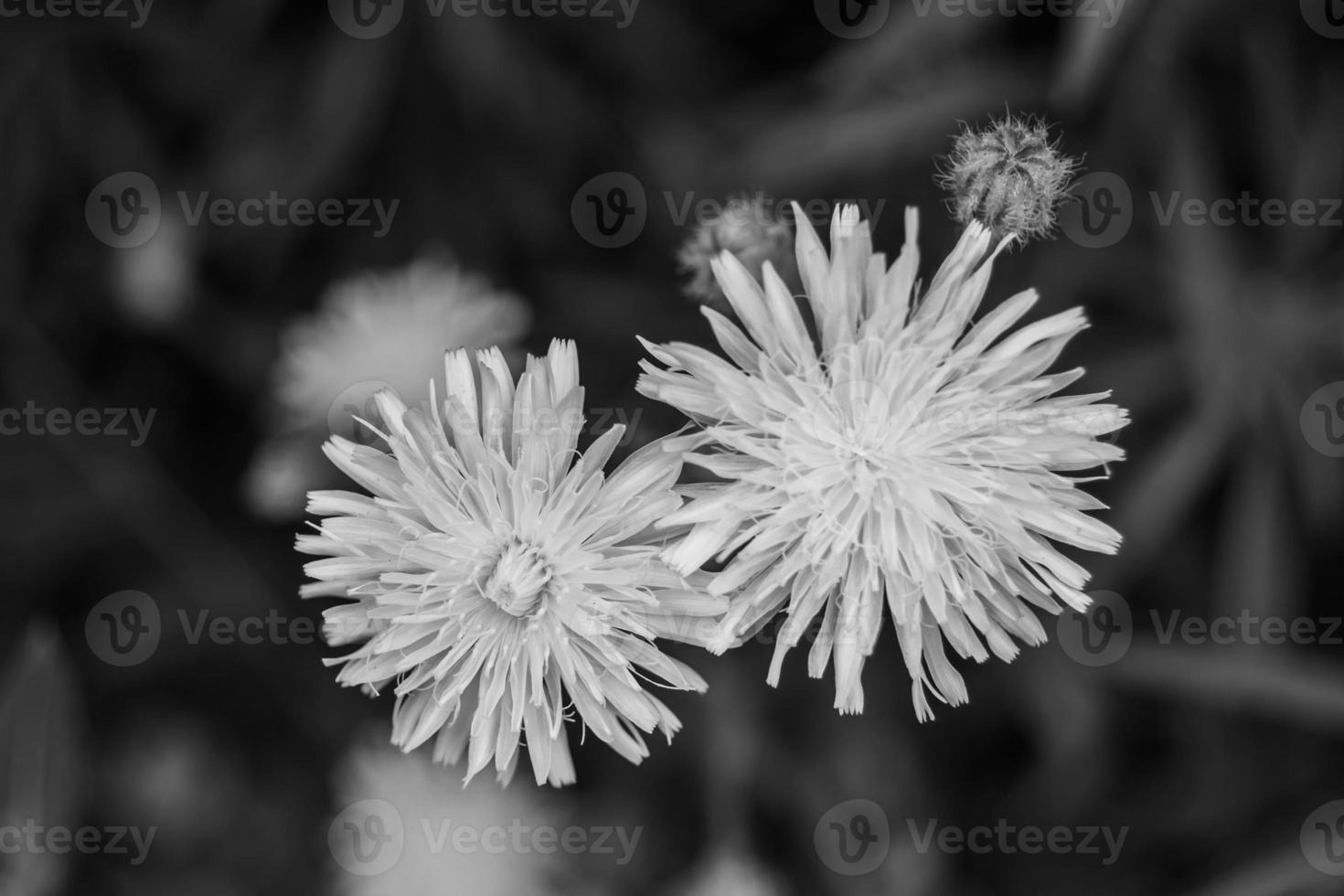 schöner wild wachsender Blumensamen-Löwenzahn auf der Hintergrundwiese foto