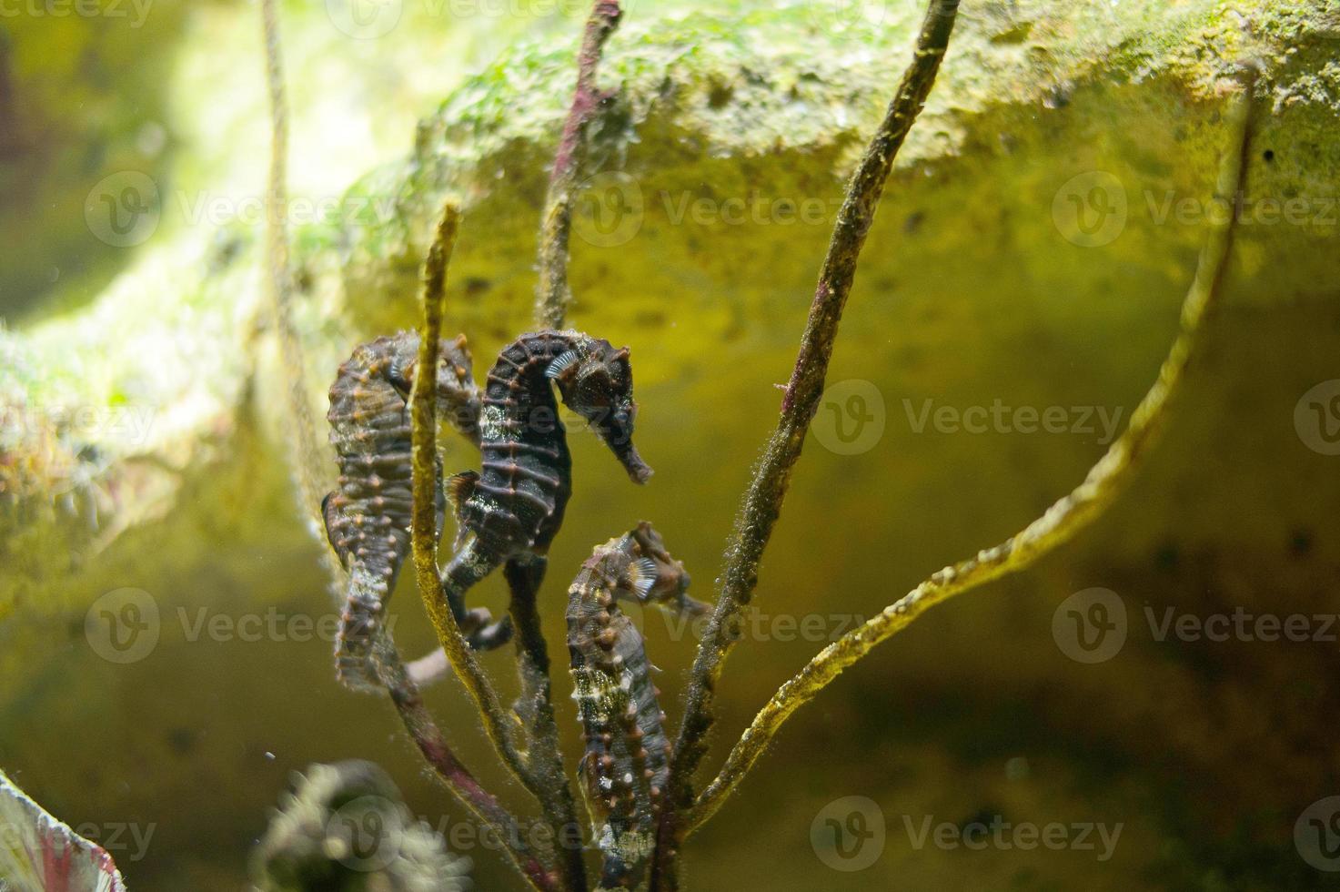 Seepferdchen im ein Aquarium mit braun Algen foto