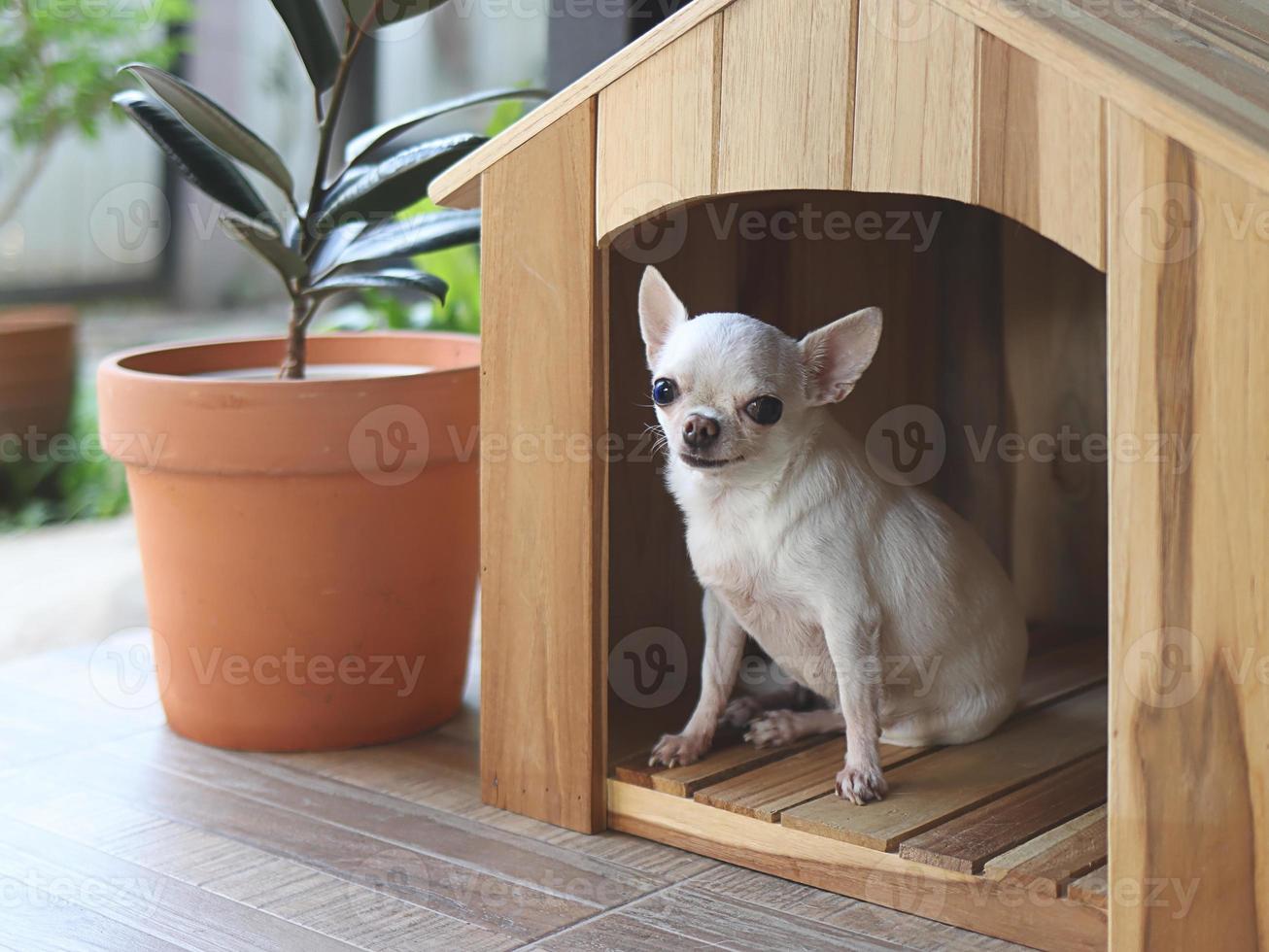 Weiß kurz Haar Chihuahua Hund Sitzung im hölzern Hund Haus beim Balkon lächelnd und , suchen beim Kamera. foto