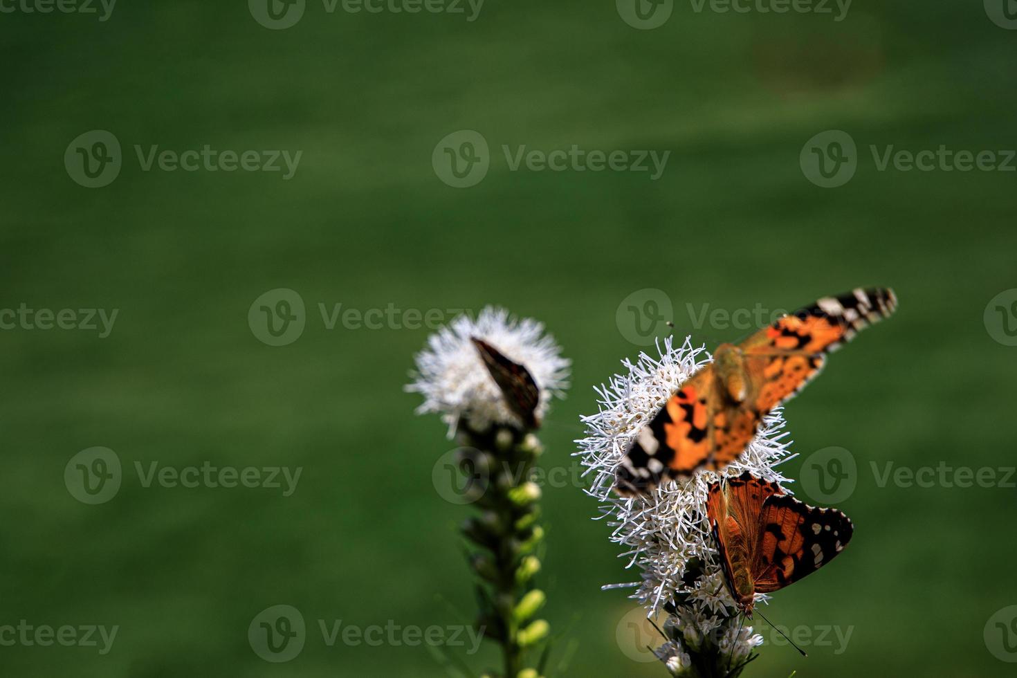 kostenlos Schmetterlinge unter das Blumen im das Stadt Garten auf ein warm sonnig Sommer- Tag, foto