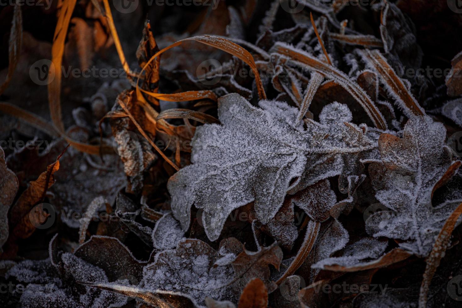 Herbst Hintergrund mit braun Eiche Blätter bedeckt mit Frost foto