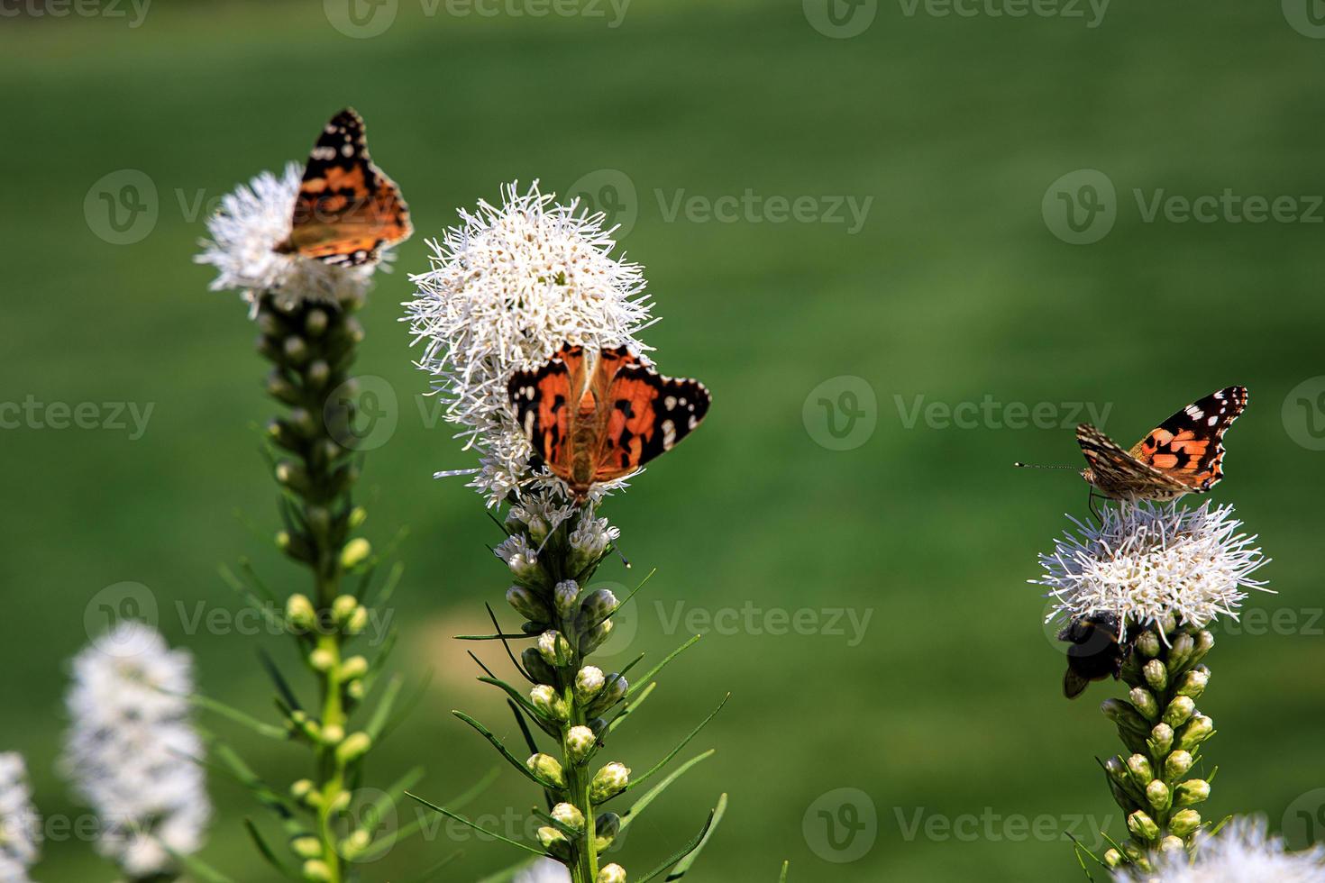 kostenlos Schmetterlinge unter das Blumen im das Stadt Garten auf ein warm sonnig Sommer- Tag, foto