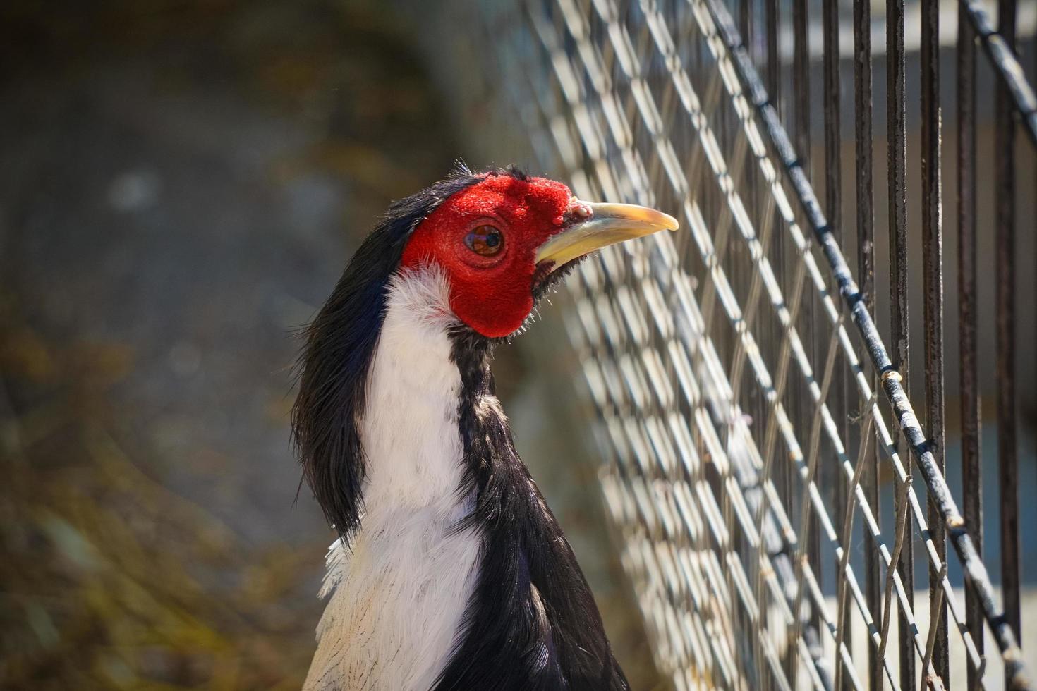 Porträt der bunten Hühnernahaufnahme foto