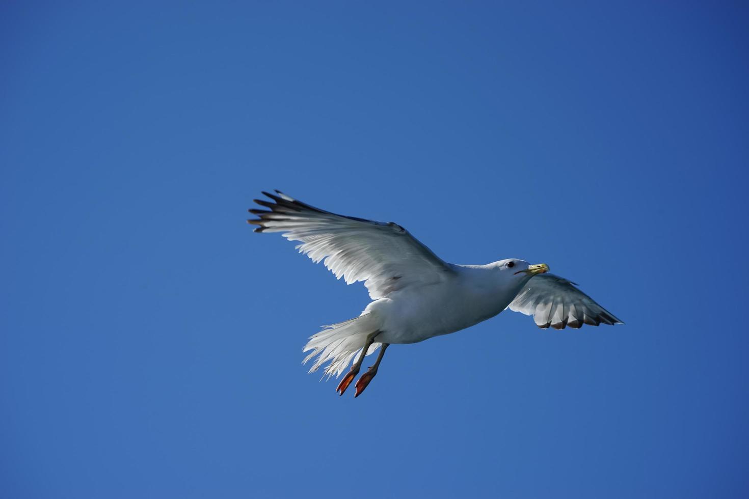 Möwe auf Hintergrund des blauen Himmels. foto