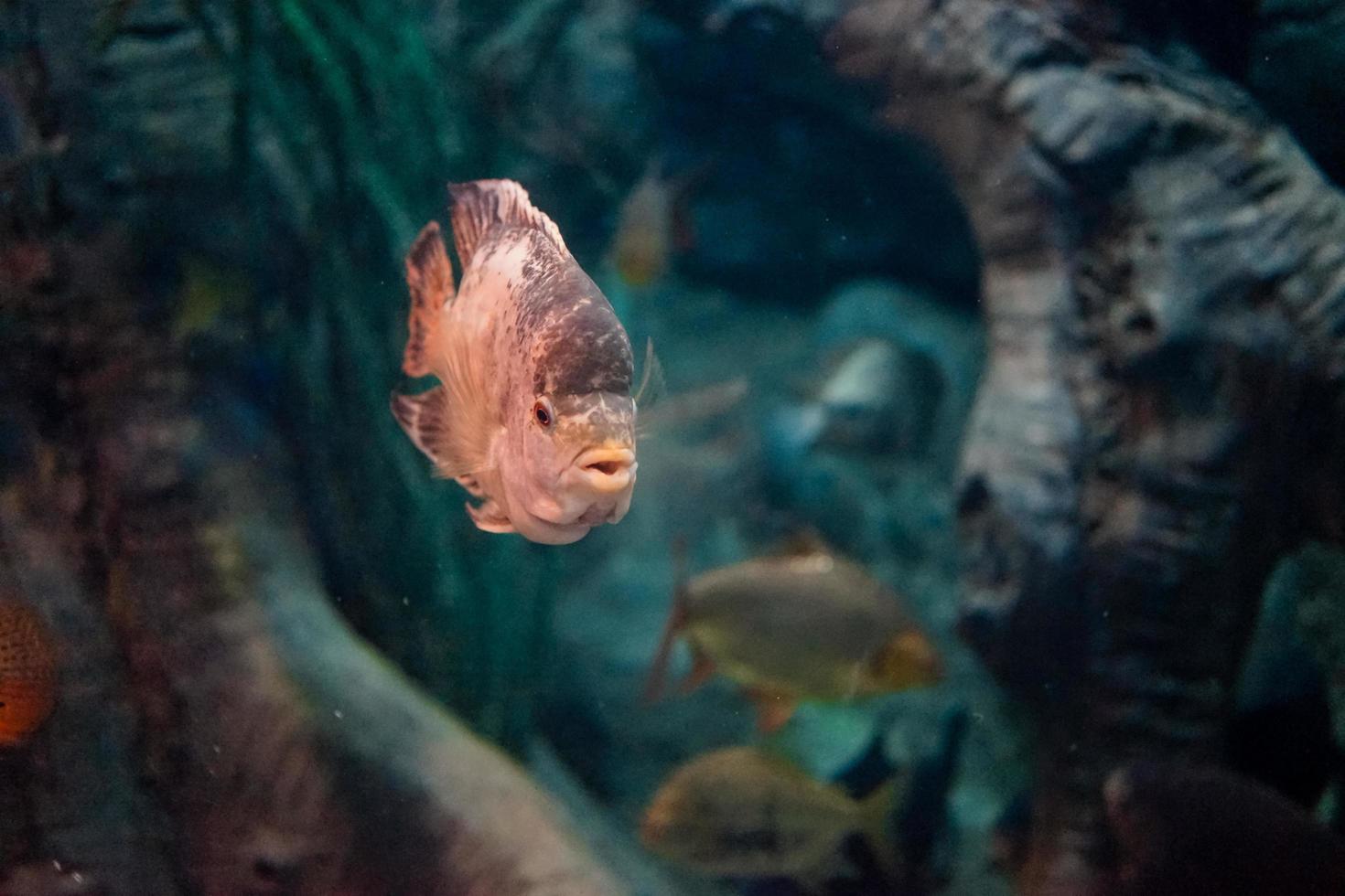 Fischen Sie die Weltmeere in einem großen Aquarium foto