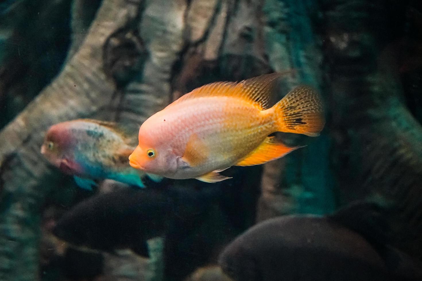 Meeresfische in einem großen Aquarium aus Algen und Fischen anderer Arten foto