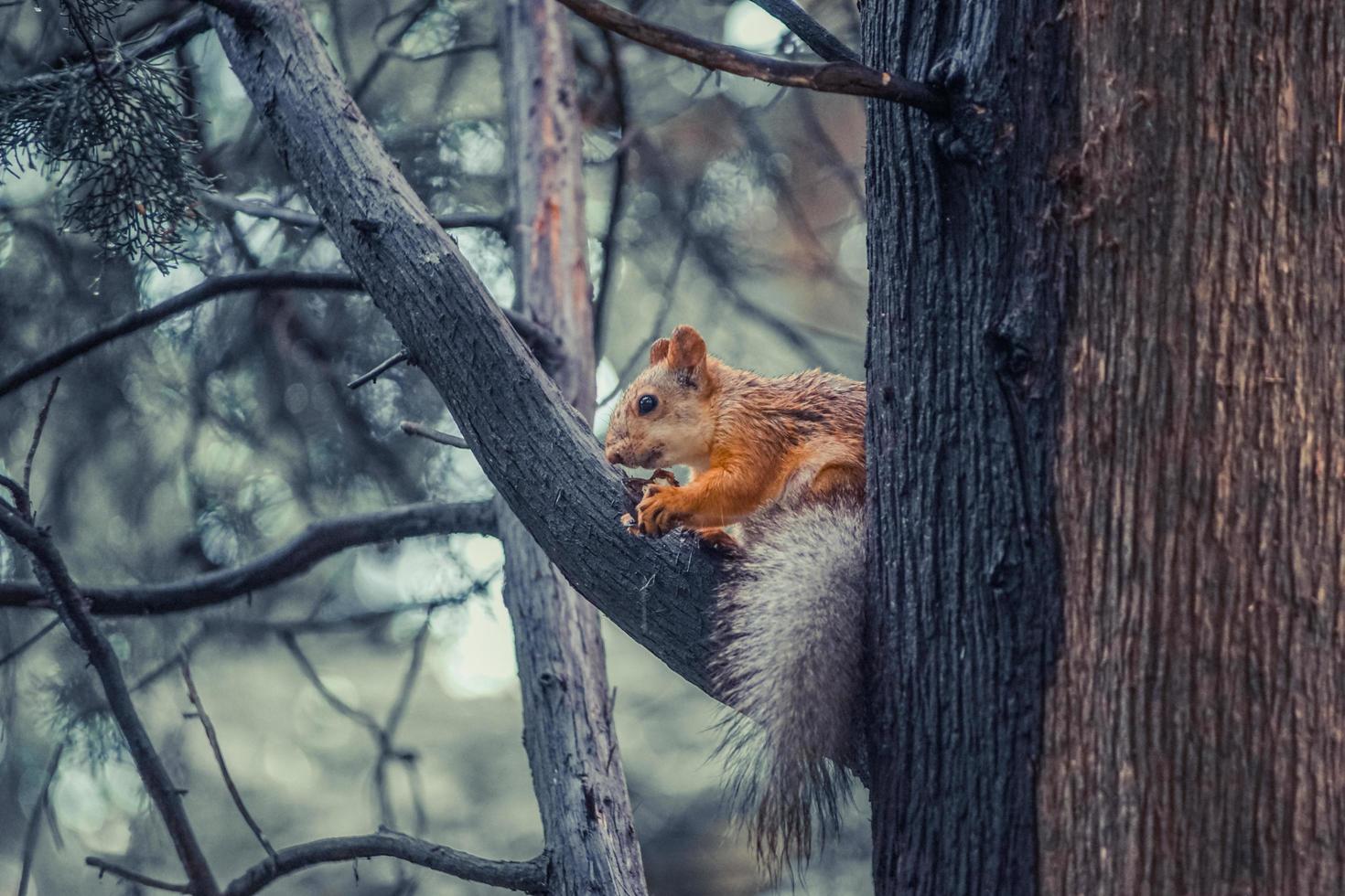 rotes Eichhörnchen auf einem Baum, der eine Nuss hält. foto