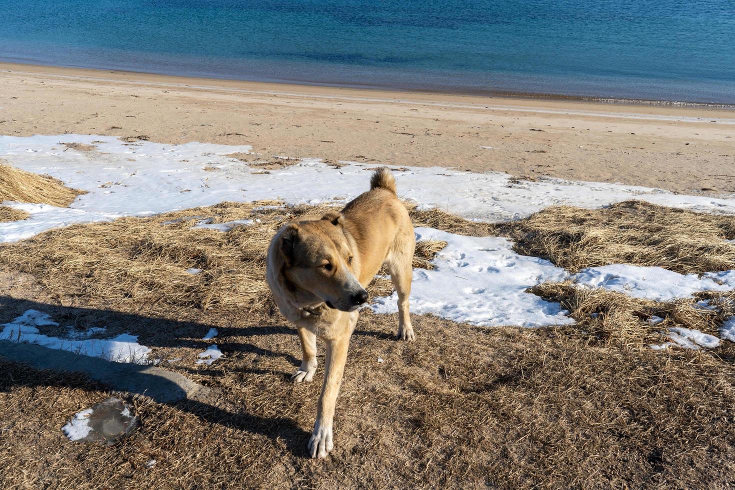 Porträt eines Hundes auf dem Hintergrund des Meeresufers foto