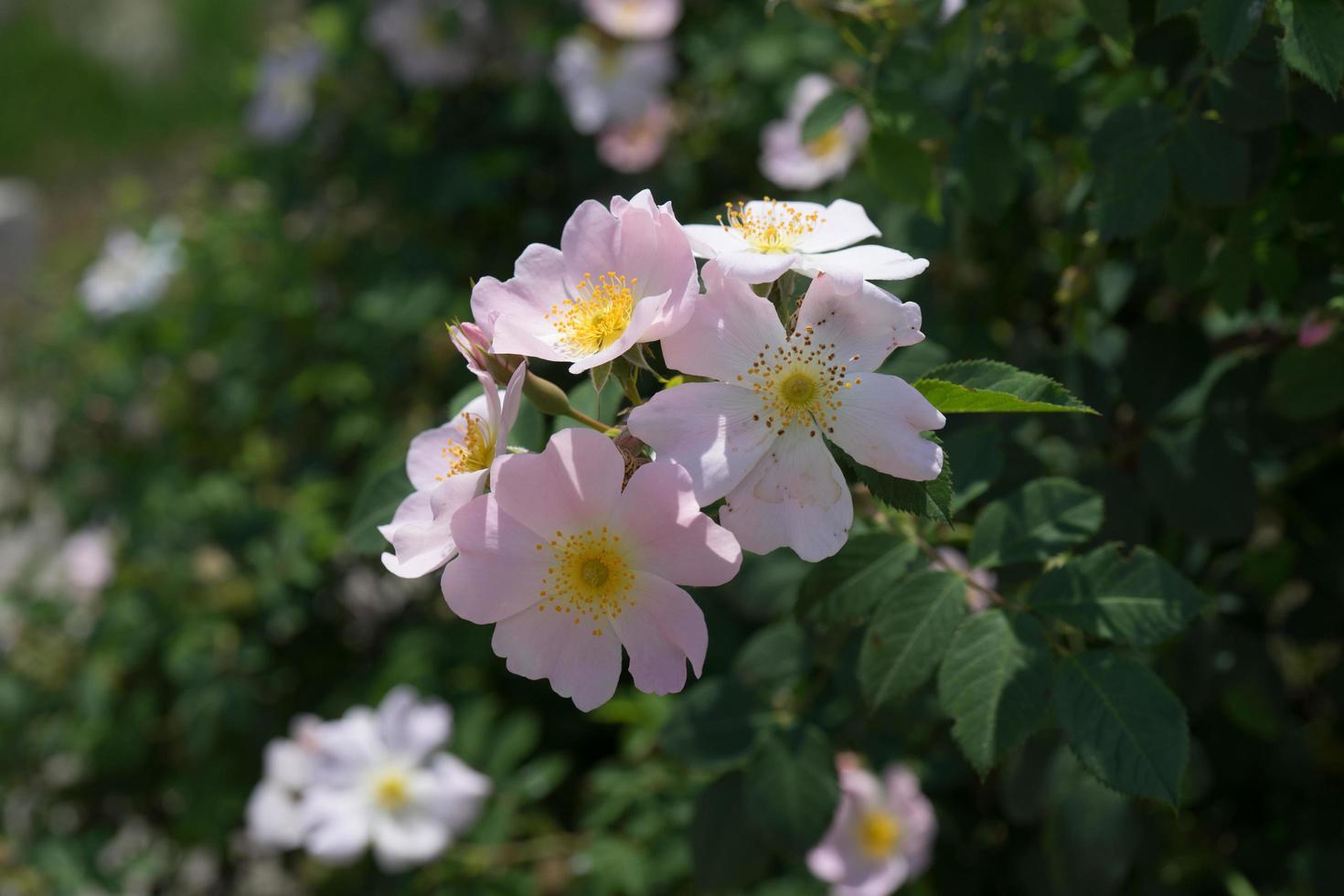 rosa Rosenblüten auf einem grünen Busch. foto