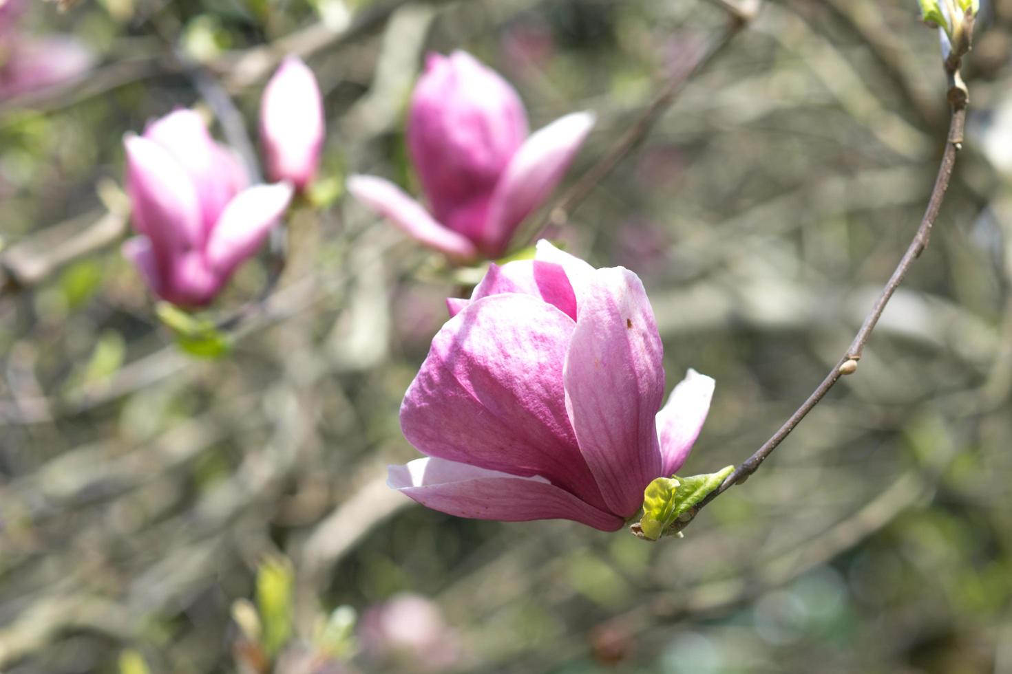 Frühlingsblumen der rosa Magnolie auf langen Zweigen auf hellem Hintergrund foto