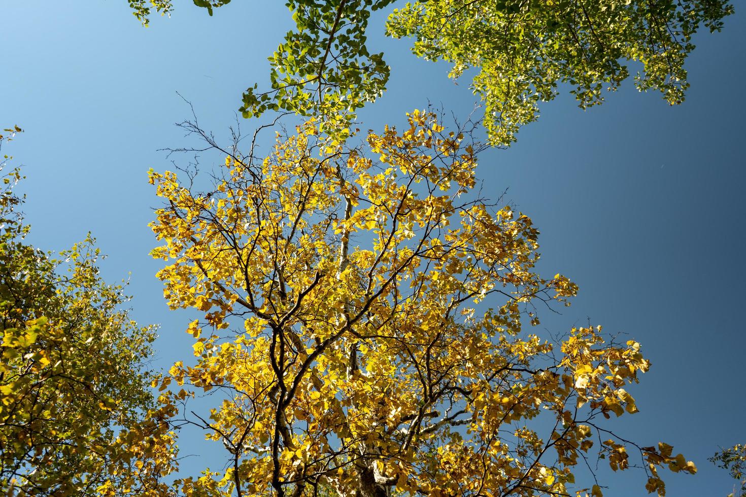 Herbstlandschaft mit gelben Blättern von Bäumen gegen foto