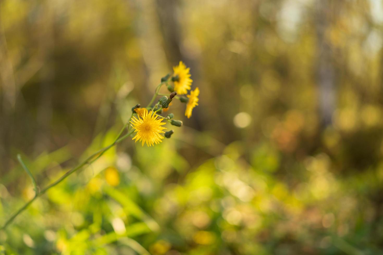 gelbe Blume auf einem verschwommenen Herbsthintergrund der Blätter foto