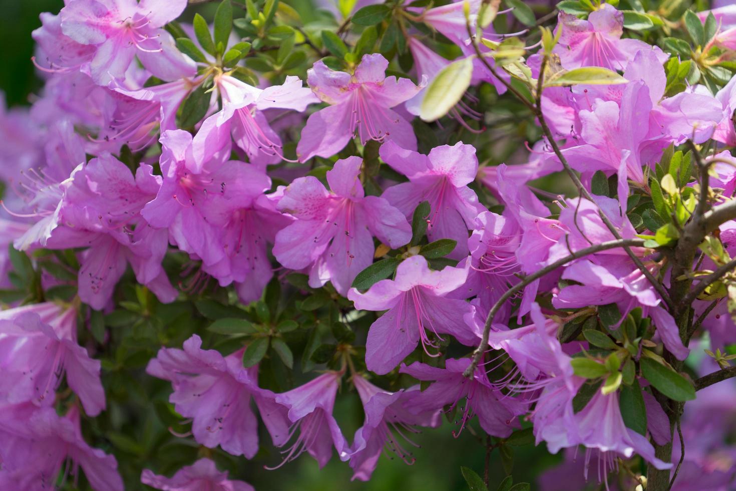 Blumenhintergrund mit vielen rosa Blumen auf einem Rhododendronbusch foto