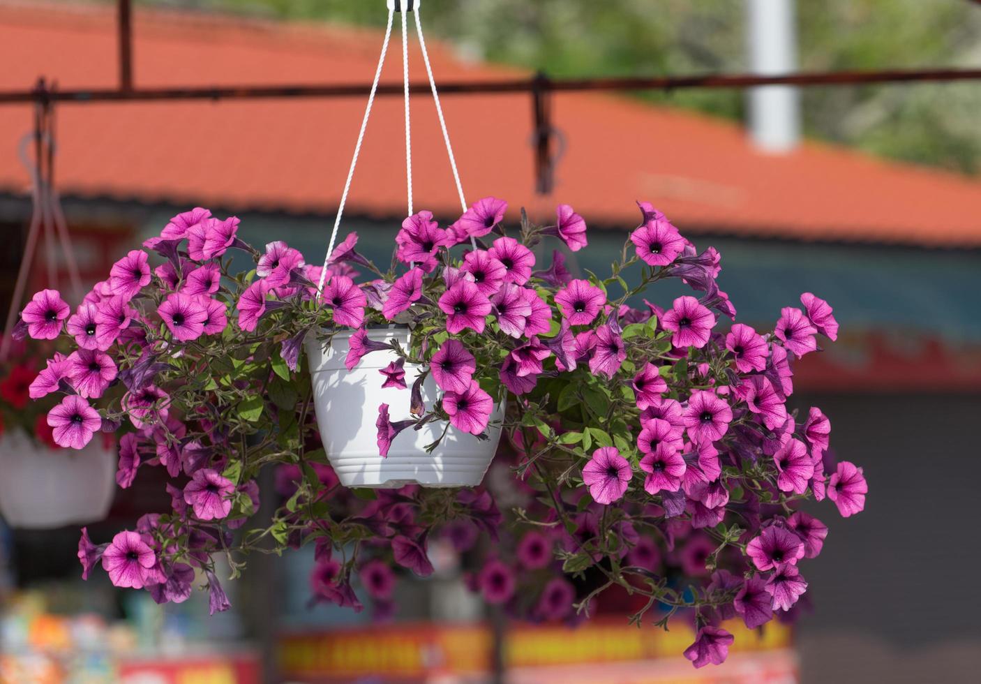 rosa Petunienblumen in einem hängenden Topf auf einem unscharfen Hintergrund. foto