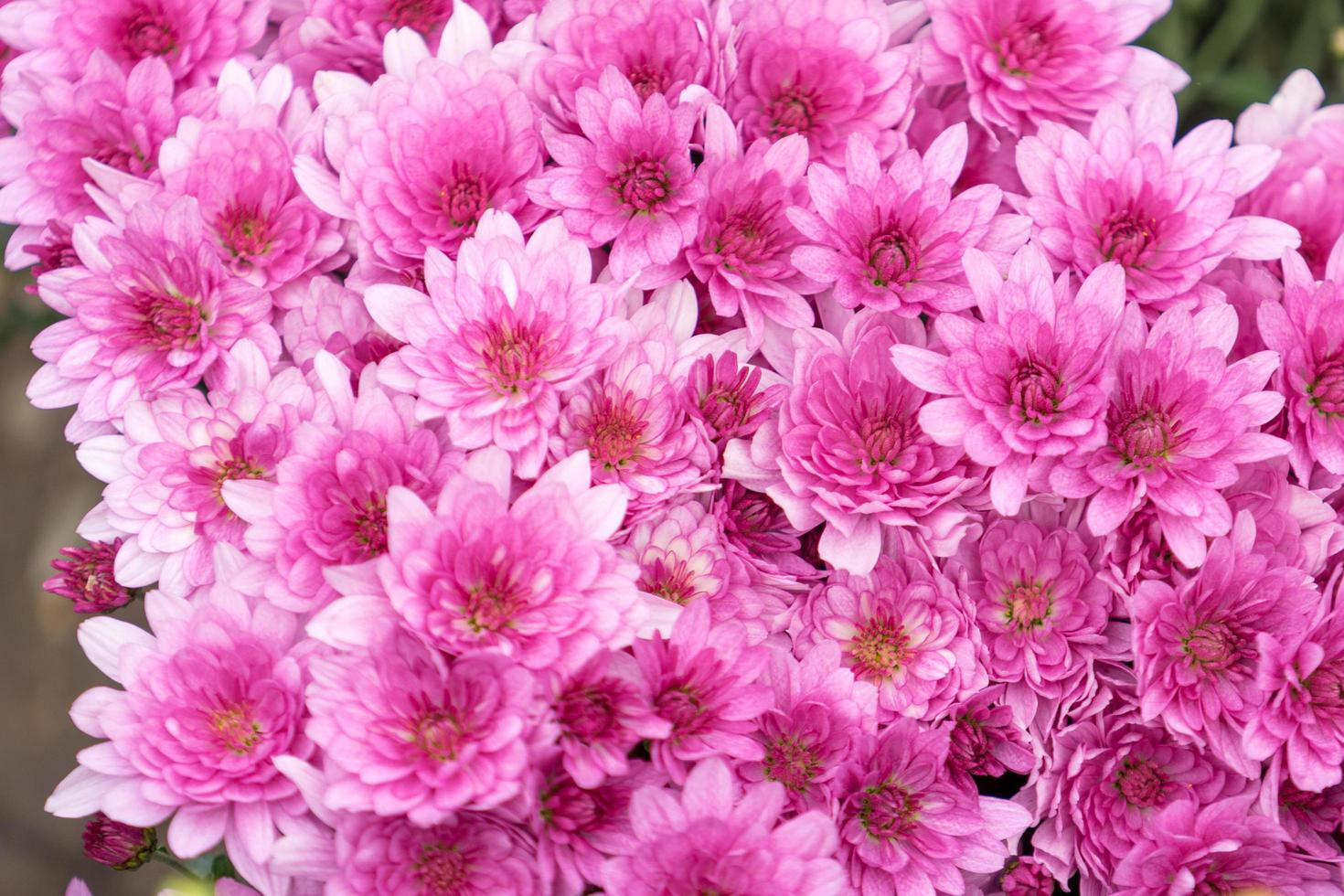 rosa Chrysanthemenblumen auf unscharfem grünem Hintergrund foto