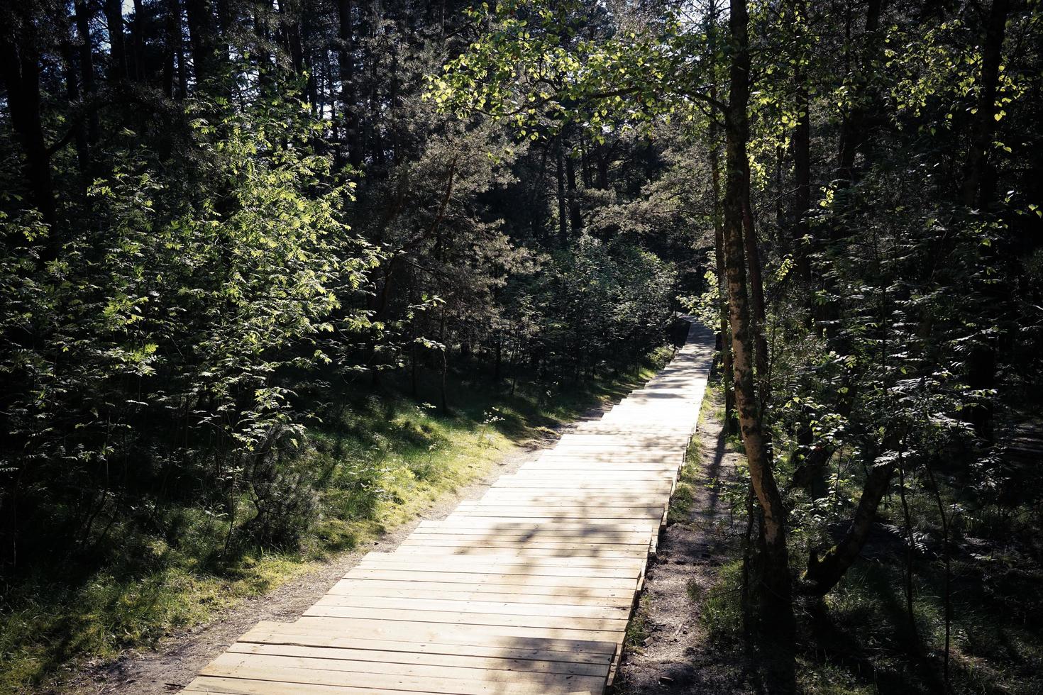 Holzfußweg im Wald im Naturschutzgebiet foto