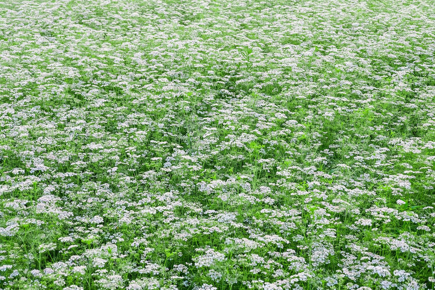 weißer Blumengarten mit weißem Blumenhintergrund foto