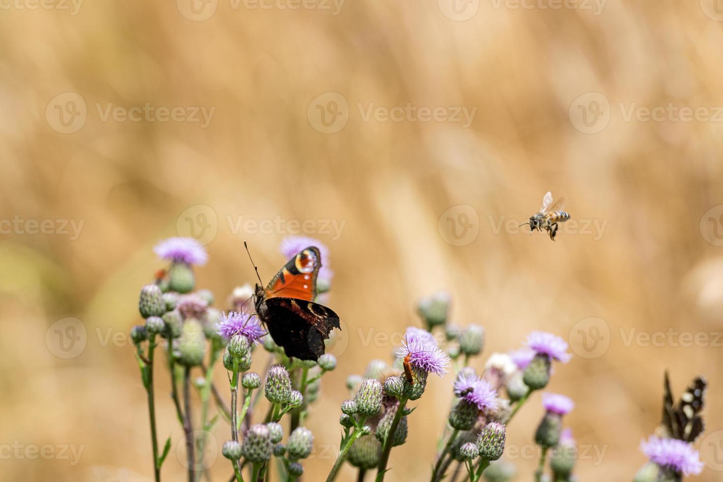 Pfau Schmetterling, fliegende Biene und Käfer auf Distelblumen vor einem beigen Hintergrund foto