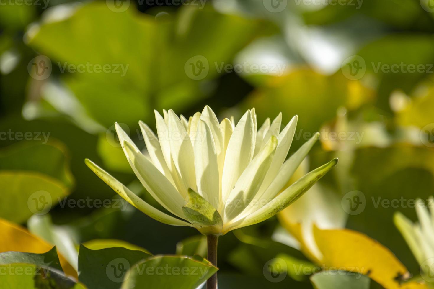 einzelne Seerose mit einem grünen Blatt, das auf Wasser schwimmt foto