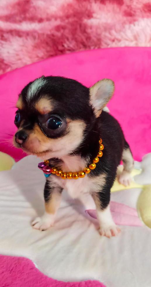 Porträt komisch Tiere von ein Chihuahua komisch Hund Welpe, Chihuahua sind attraktiv und charmant, Chihuahua ist ein komisch Hund oder Welpe, mexikanisch Hunde sind komisch Hund oder Welpe, Haustier komisch Tiere foto