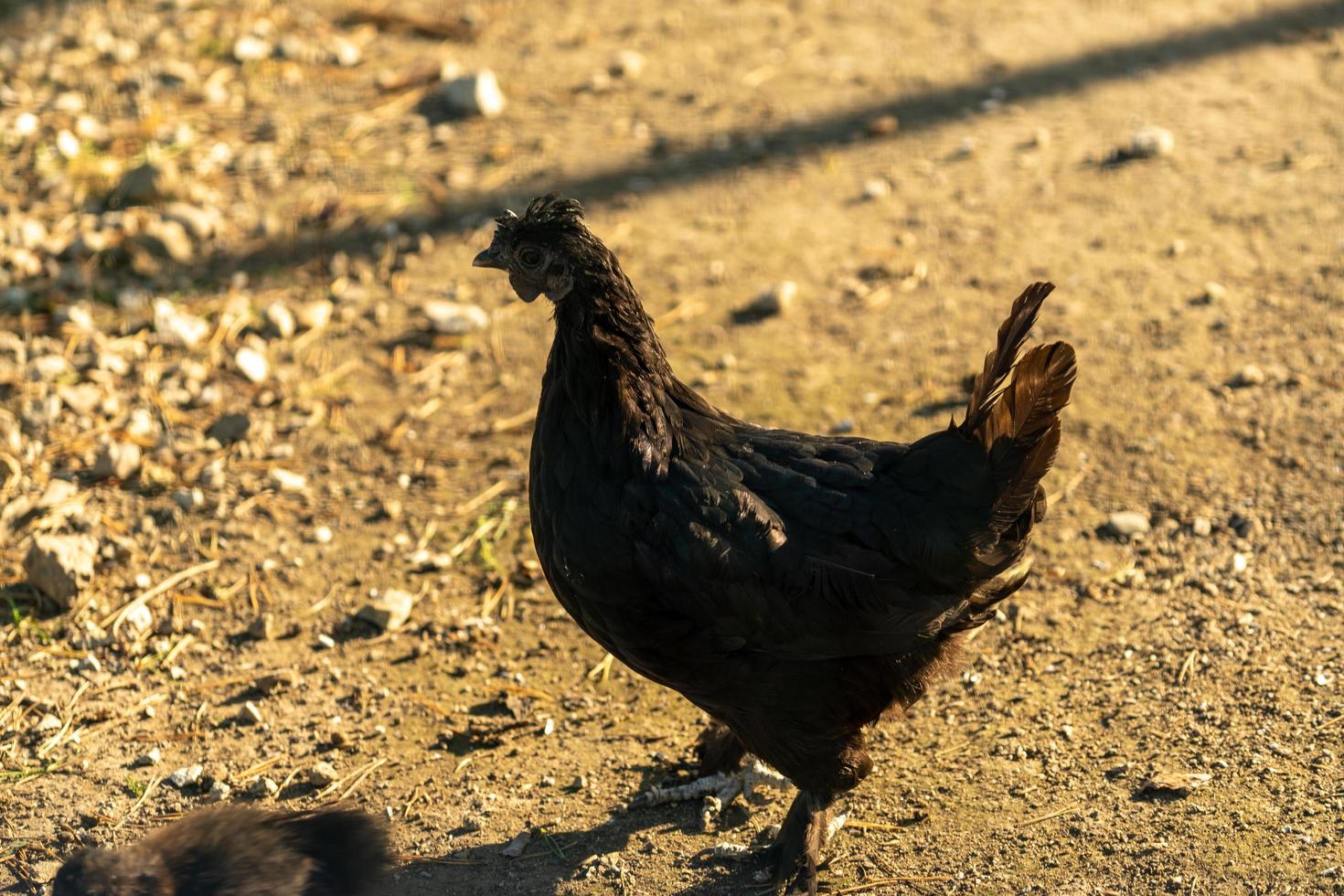 Porträt eines reinrassigen Huhns auf dem Hintergrund eines Hühnerstalles. foto