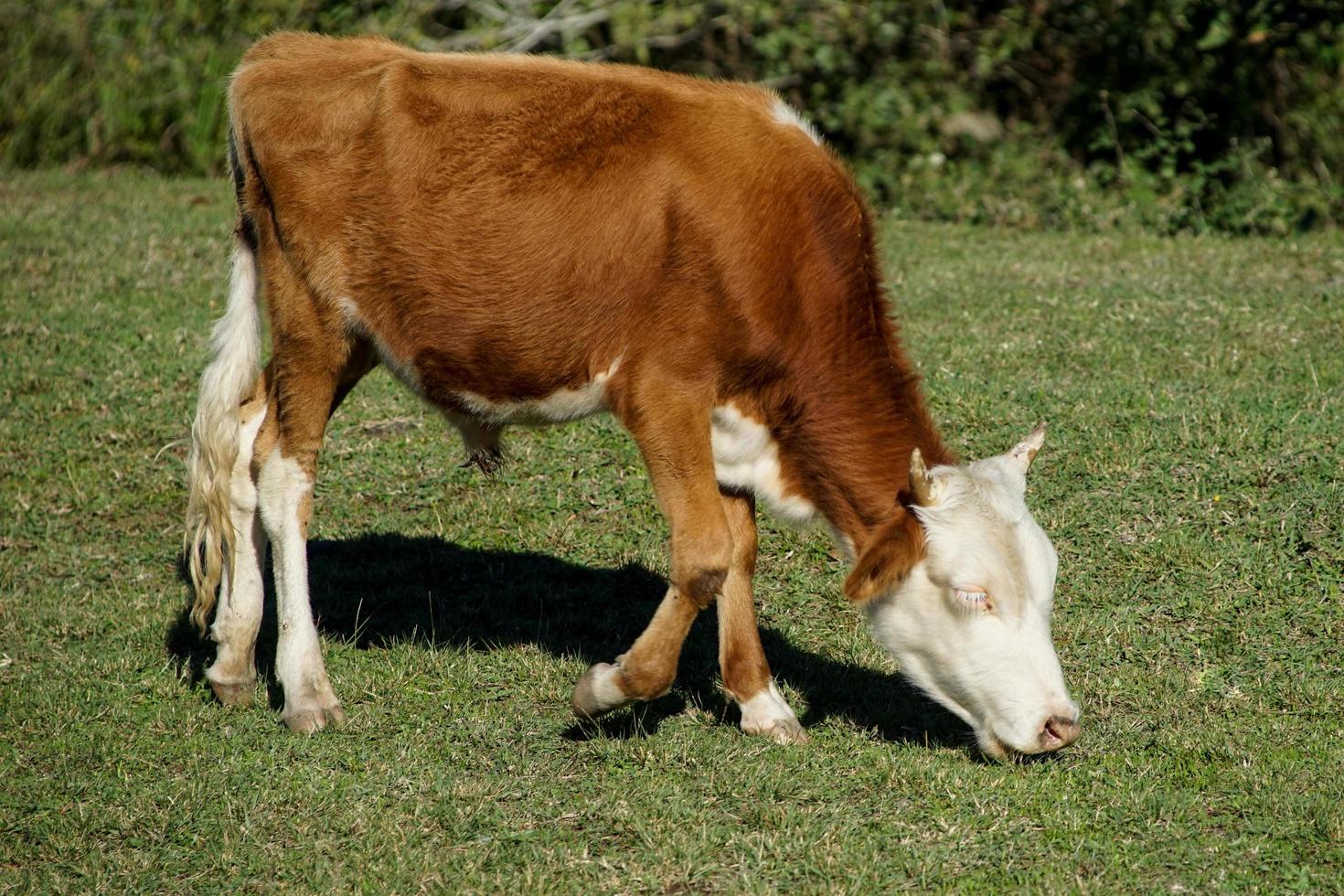 rothaariger junger Stier, der an einem hellen sonnigen Tag auf grüner Grasweide weidet foto