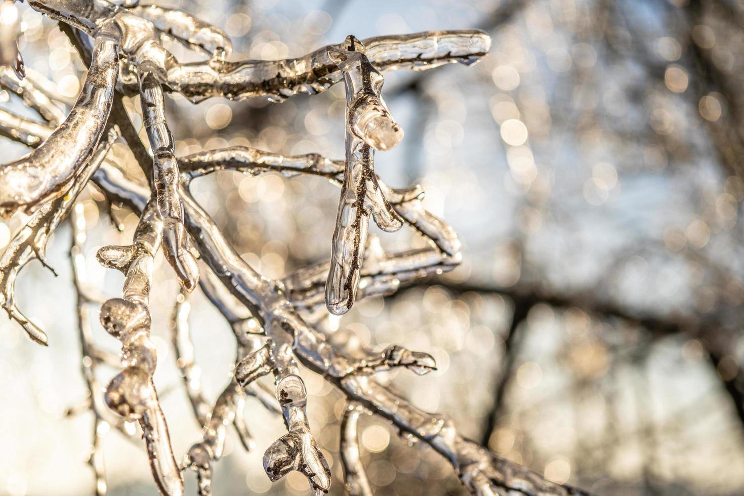 natürlicher Hintergrund mit Eiskristallen auf Pflanzen nach einem eisigen Regen foto