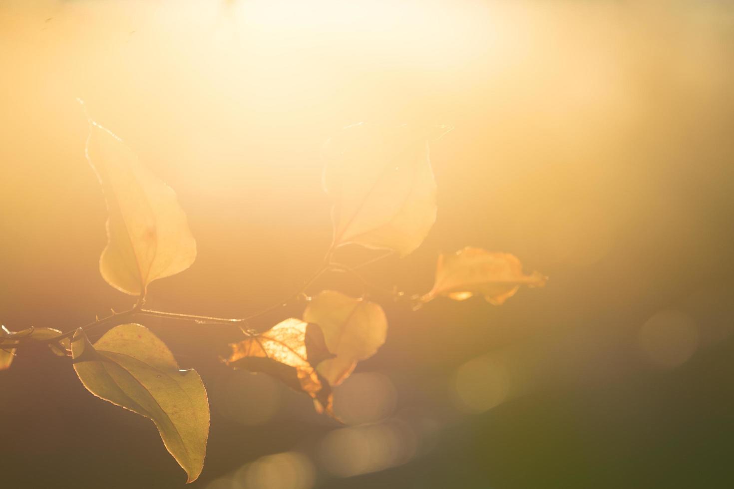 ein Zweig der Kletterpflanze gegen starkes Gegenlicht foto